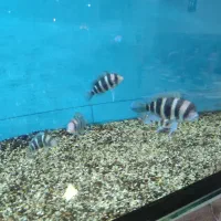 ۶عدد فرانتوزا اور سایز|ماهی|مشهد, چهاربرج|دیوار