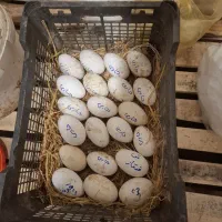 تخم غاز محلی