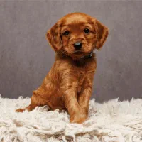 گلدن رتریور دارچینی