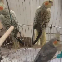 عروس هلندی۶ ماهه سرحال و زرنگ|پرنده|لاهیجان, گلستان|دیوار