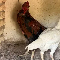 خروس لاری اصیل|حیوانات مزرعه|خاوران, |دیوار