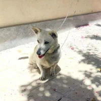 سگ خانگی پاکوتا|سگ|هشترود, |دیوار