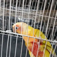 ردچیک ماده باتست 8ماهه