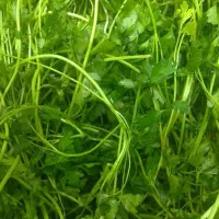 سبزی پاک شده و خرد شده