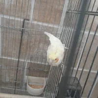 عروس هلندی ماده مست