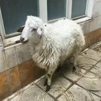 دام زنده شیشک نزاییده و بزغاله درجه یک پرواری|حیوانات مزرعه|قم, چهل درخت‎|دیوار