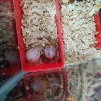 همستر|موش و خرگوش|کرمانشاه, |دیوار