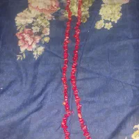 مرجان دریایی اصل بلند