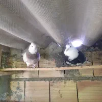 کبوتر پرشی بعدازظهری