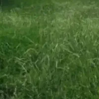 اجاره زمین کشاورزی