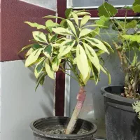 گل گیاه|گل و گیاه طبیعی|میاندوآب, |دیوار