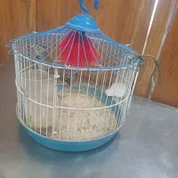 سهره خاکی بخون شلاقی|پرنده|قم, هفت تیر|دیوار