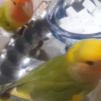 طوطی خوشگل ورام