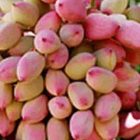 پسته تازه امسال|خوردنی و آشامیدنی|سروستان, |دیوار