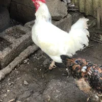 خروس پاپر|حیوانات مزرعه|قائمشهر, |دیوار