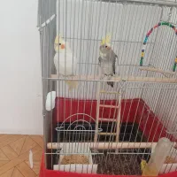 عروس هلندی