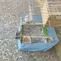 عروس هلندی سفید جفت تر و ماده|پرنده|قرچک, قشلاق جیتو|دیوار