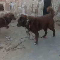 سگ قدریجونی