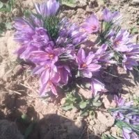 زعفران بدون واسطه|خوردنی و آشامیدنی|تهران, شهرک آپادانا|دیوار