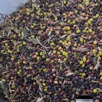 روغن زیتون فرابکر.تازه|خوردنی و آشامیدنی|طارم, |دیوار