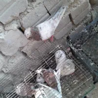 کفتر جملعی|پرنده|قشم, |دیوار