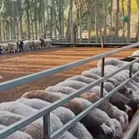 فروش دام زنده بانازلتـرین قیمت گوسفند زنده