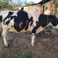 گاو هلشتین شیری  آمریکایی|حیوانات مزرعه|شاندرمن, |دیوار