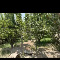 ۴۳۵ متر باغ قدیمی خدایارخان/کوچه ۸ متری ارغوان