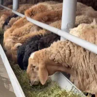 دام چاق و پلوار /گوسفند کم چربی /زنده ممتاز(خونی)|حیوانات مزرعه|مشهد, نوید|دیوار