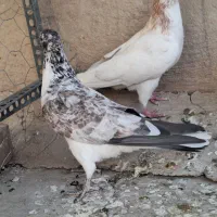 دوتا کفتر گرفتی