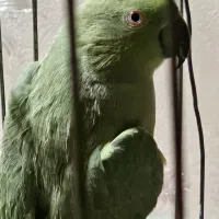 طوطی ماده ملنگو نژاد تسالونیکی شاه تخم