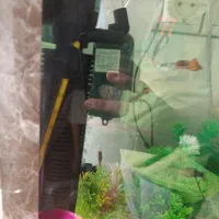 ماهی|ماهی|مشهد, امیر آباد|دیوار