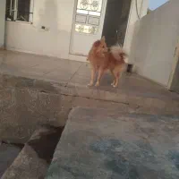 سگ موکا جذاب