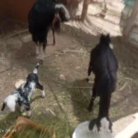 بز ‌دو‌رگ‌تروشت و بره