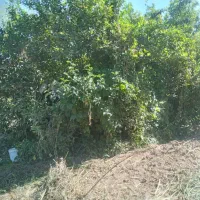 خریدار انواع لیمو ها و پرتقال وپر هستم۱۴۰