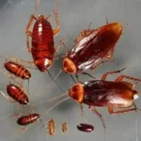 سمپاشی منازل وشرکت صددرصد تضمینی در همه جا