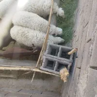 بره|حیوانات مزرعه|کاخک, |دیوار