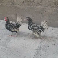 مرغ خروس نیمچه سبرایت