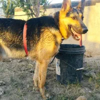 توله سگ ژرمن