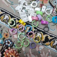 قلاده بند حیوانات یاکبوتر