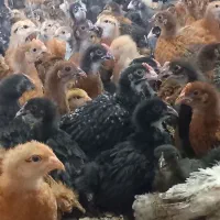 جوجه محلی جهادی
