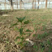 گل خانه چوبی مبارکه