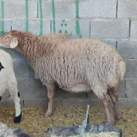 میش افشار و مغانی هترو ابستن دوقولوزا ۴راس|حیوانات مزرعه|کرمان, |دیوار