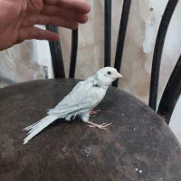 جوجه قناری