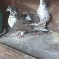 کفتر های تضمینی برای پرواز و هم جوجه کشی