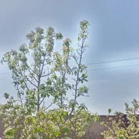 باغ،مقداری بالاتر از دانشگاه حکیم،تخفیف ویژه