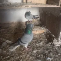 کبوتر دم سفید معاوضه