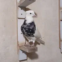 جفت طوق هفترنگ