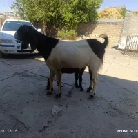 نر بز دو ساله ویکی نه ماهه فروشی