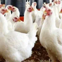 مرغ گوشتی زنده فروشی